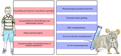 Frontiers Fertility Preservation and Restoration Options for Pre